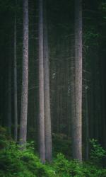 Forest, northern Italy (photo) | Obraz na stenu