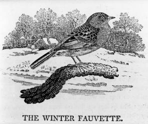 The Winter Fauvette, illustration from 'The History of British Birds' by Thomas Bewick, first published 1797 (woodcut) | Obraz na stenu