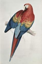 Red and Yellow Macaw (colour litho) | Obraz na stenu