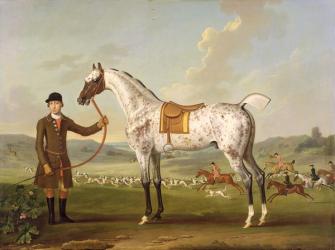 Scipio, Colonel Roche's Spotted Hunter, c.1750 (oil on canvas) | Obraz na stenu