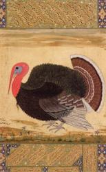 A turkey-cock, brought to Jahangir from Goa in 1612, from the Wantage Album, Mughal, c.1612 (gouache on paper) | Obraz na stenu