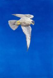 Peregrine Falcon ( watercolour & gouache on paper ) | Obraz na stenu