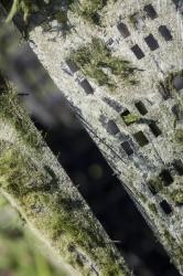 Algae | Obraz na stenu