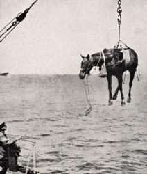 Transferring horse from ship to land in Persian Gulf, 1915, from 'The War Illustrated Album deLuxe', published in London, 1916 (litho) | Obraz na stenu