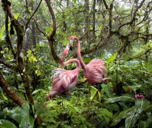 Two Flamingos Find Love in the Jungle | Obraz na stenu