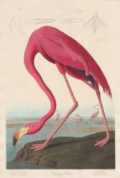 American Flamingo, 1838 (coloured engraving) | Obraz na stenu