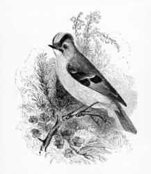 Golden Crested Regulus, illustration from 'A History of British Birds' by William Yarrell, first published 1843 (woodcut) | Obraz na stenu