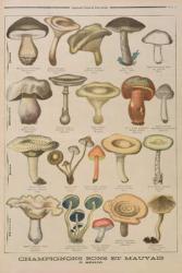 Good and bad mushrooms, illustration from the illustrated supplement of Le Petit Journal, 26th October, 1896 (colour litho) | Obraz na stenu