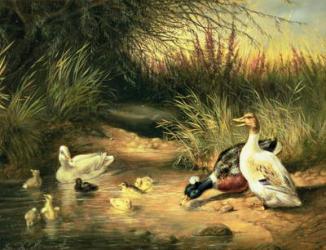 Ducks, Drake and Ducklings | Obraz na stenu