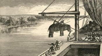 Transportation of elephants from India to Africa, where they were used to carry supplies in the exploration expeditions of the 19th century. From El Museo Popular published 1889. | Obraz na stenu
