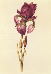 Iris, from 'La Guirlande de Julie', c.1642 (w/c on vellum) | Obraz na stenu