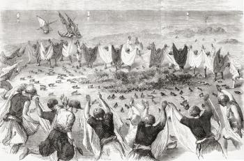 Quail hunting on the coast of Syria. from 'L'Univers Illustré', published 1866 (engraving) | Obraz na stenu