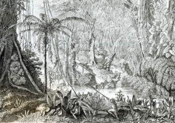 Interior of a Primeval Forest in the Amazons (engraving) (b/w photo) | Obraz na stenu
