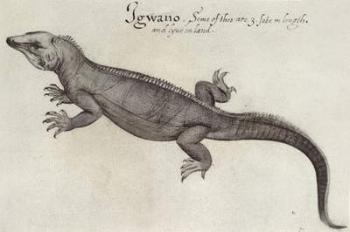 Iguana (litho) (b/w photo) | Obraz na stenu