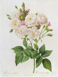 Rosa Noisettiana, from'Les Roses', 19th century 9coloured engraving) | Obraz na stenu