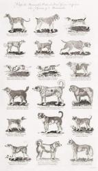 Different Breeds of Dogs (engraving) | Obraz na stenu