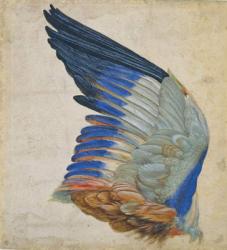 Wing of a Blue Roller, copy of an original by Albrecht Durer of 1512 (w/c on paper) | Obraz na stenu