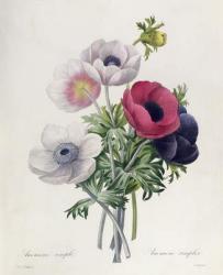 15:Anemone: Simple, from 'Les Choix des Plus Belles Fleurs' | Obraz na stenu
