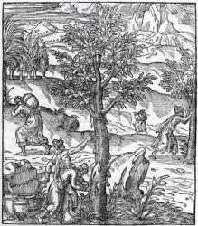 Collecting incense from Pine trees, illustration from 'Cosmographie Universelle', by Andre de Thevet, 1575 (woodcut) | Obraz na stenu
