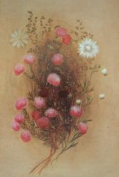 Melaleuca or Flannelflower, 19th century | Obraz na stenu