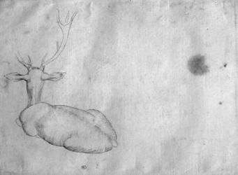 Resting stag, seen from behind, from the The Vallardi Album (pen & ink on paper) (b/w photo) | Obraz na stenu