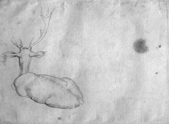 Resting stag, seen from behind, from the The Vallardi Album (pen & ink on paper) (b/w photo) | Obraz na stenu