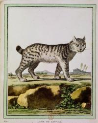 Canadian Lynx (Lynx Canadensis) (coloured engraving) | Obraz na stenu