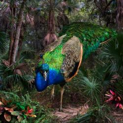 Peacock in Exotic Tropical Landscape | Obraz na stenu