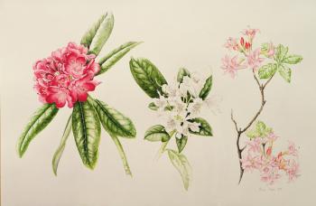 Rhododendron, 1998 (w/c on paper) | Obraz na stenu