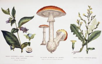 Common Poisonous Plants, c.1890 (coloured engraving) | Obraz na stenu