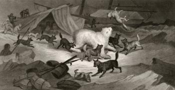 Bear Hunt, engraved by J.C. McRea, from 'Arctic Explorations in the Years 1853, 54, 55', Volume I, by Doctor Elisha Kent Kane (1820-57) published Philadelphia, 1856 (litho) | Obraz na stenu