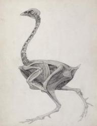 Fowl: Lateral View, Deeply Disecting, from the series 'A Comparative Anatomical Exposition of the Structure of the Human Body with that of a Tiger and a Common Fowl (graphite on paper) | Obraz na stenu