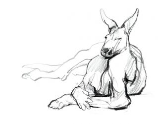 Resting Athlete (Red Kangaroo), 2012, (graphite on paper) | Obraz na stenu