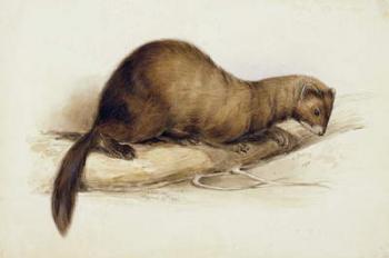 A Weasel, 1832 (w/c, pen, ink, gouache and gum over graphite on wove paper) | Obraz na stenu
