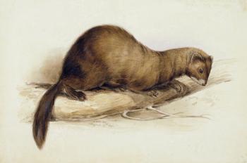 A Weasel, 1832 (w/c, pen, ink, gouache and gum over graphite on wove paper) | Obraz na stenu