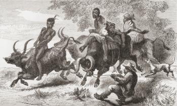 Khoisan natives riding pack oxen in Africa in the 19th century. From Africa by Keith Johnston, published 1884. | Obraz na stenu