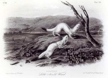 Little Nimble Weasel (litho) (b/w photo) | Obraz na stenu