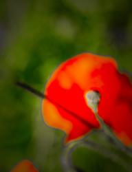 Single Poppy, from the collection Woodbridge Poppies, 2016 (photograph) | Obraz na stenu