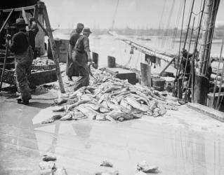 Unloading Gorton's codfish, Gloucester, Massachusetts, c.1905 (b/w photo) | Obraz na stenu