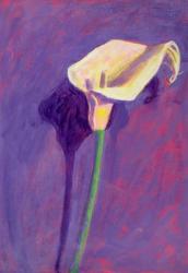 Arum Lily (oil on card) | Obraz na stenu