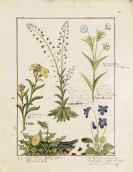 Ms Fr. Fv VI #1 fol.138r Illustration from the 'Book of Simple Medicines' by Mattheaus Platearius (d.c.1161) c.1470 (vellum) | Obraz na stenu