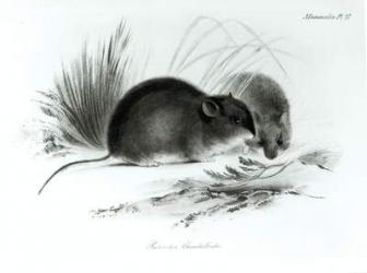 Mouse, Tierra del Fuego, South America c.1832-36 (etching) (b/w photo) | Obraz na stenu