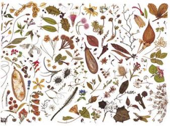 Herbarium Specimen Painting sheet 7, 2006-09 (w/c on paper) | Obraz na stenu