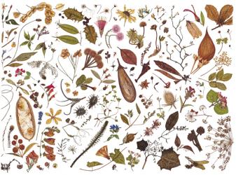 Herbarium Specimen Painting sheet 7, 2006-09 (w/c on paper) | Obraz na stenu