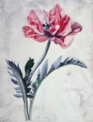 Flower Pieces, Oriental Poppy | Obraz na stenu