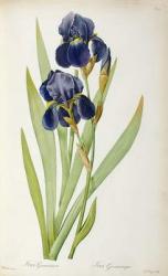 Iris Germanica, from `Les Liliacees', 1805 (coloured engraving) | Obraz na stenu