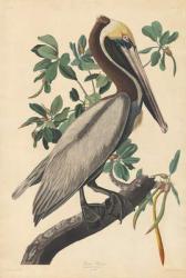 Brown Pelican, 1835 (coloured engraving) | Obraz na stenu