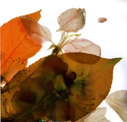 Crabapple Rose I, 2014, (digital photogram, digital original print) | Obraz na stenu