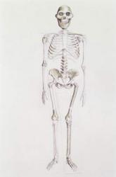 Skeleton of Australopithecus africanus (pencil on paper) | Obraz na stenu