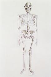 Skeleton of Australopithecus africanus (pencil on paper) | Obraz na stenu